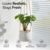 Anko Artificial Pilea in Hanging Stoneware Pot Planter with handle | 25cm (H) x 11cm (Dia) | Showpiece for Home decor, Office Desk, Bedroom, Balcony, Living Room, Table Top | Realistic Decorative item